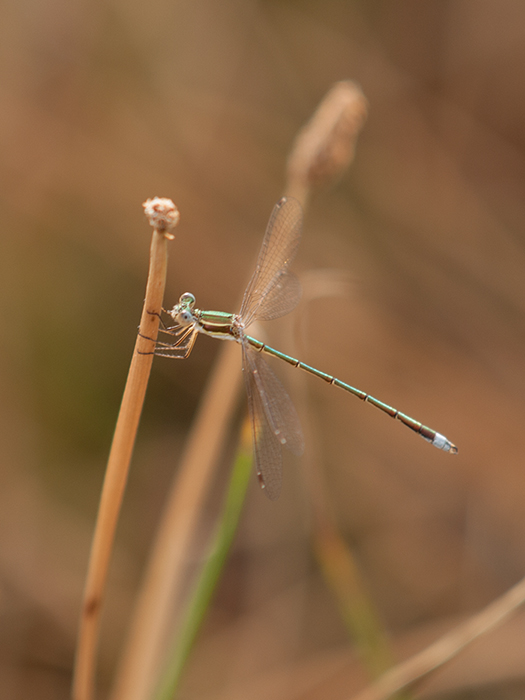 2017-06-24 Hoyo de Manzanares - Lestes virens 1_zpsrz77rj6w.jpg