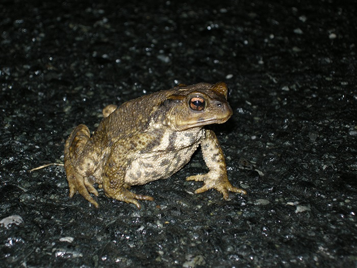 2016-09-09 Fragas do Eume - Sapo comuacuten 7_zpsfnfo96lx.jpg