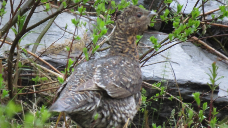 IMG_0601 (800x450).jpg