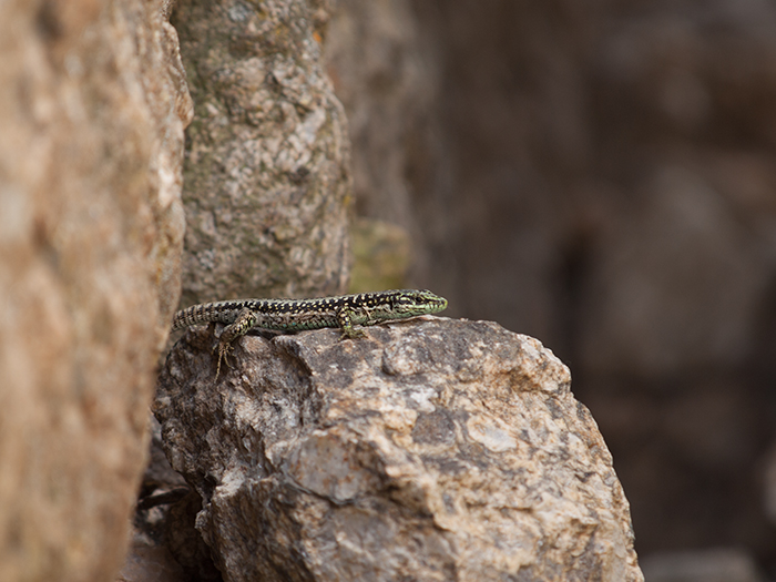 2016-06-24 Morcuera - Lagartija carpetana 1.jpg