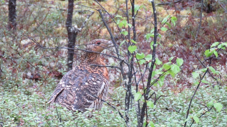 IMG_0617 (800x449).jpg