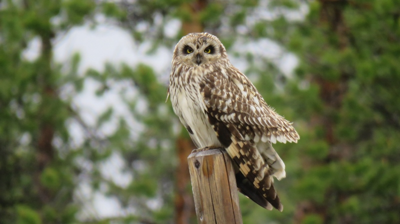 IMG_0623 (800x449).jpg