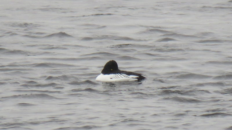 IMG_0639 (800x450).jpg