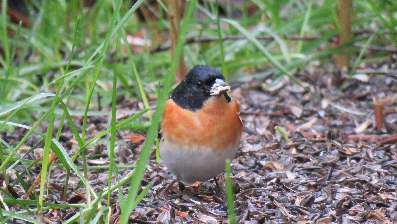 IMG_0643 (800x451).jpg