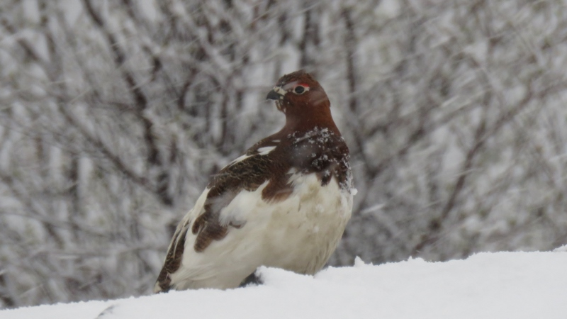 IMG_0685 (800x450).jpg