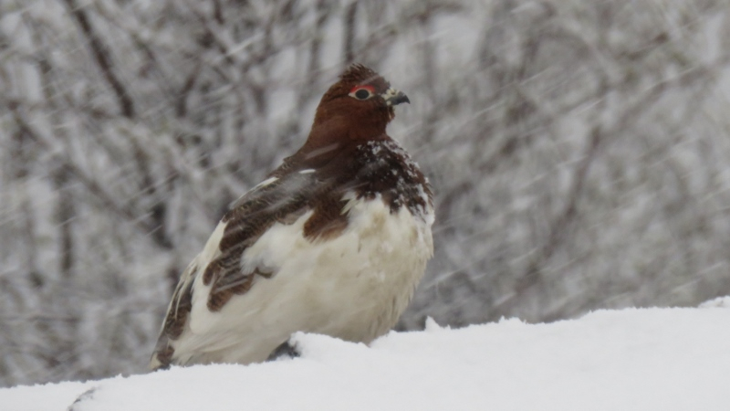 IMG_0686 (800x450).jpg