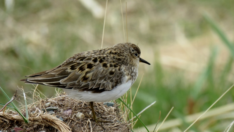 IMG_0718 (800x450).jpg