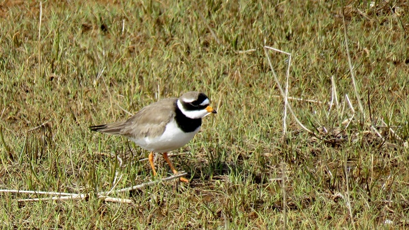 IMG_0699 (800x450).jpg