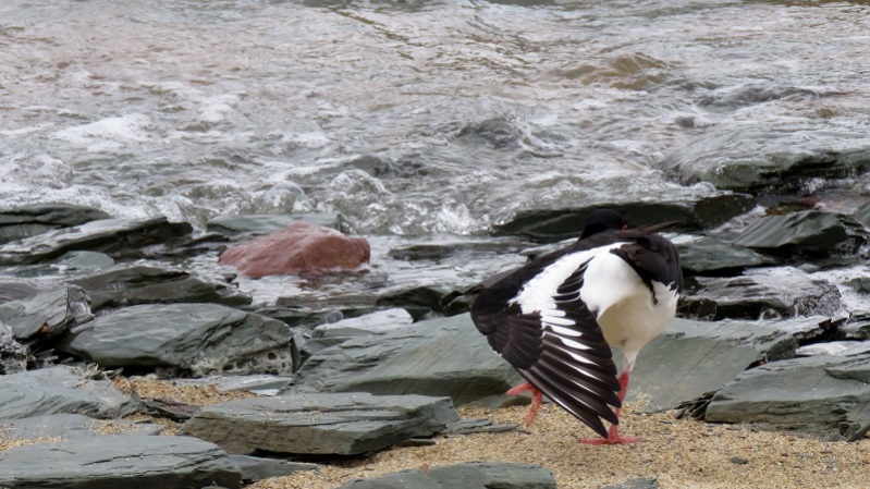 IMG_0704 (800x450).jpg