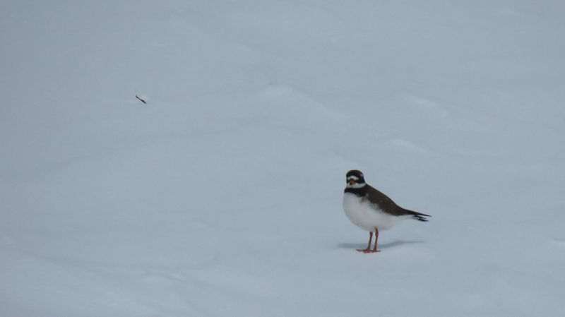 IMG_0730 (800x449).jpg