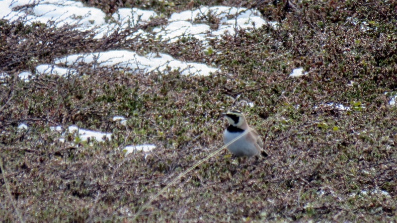 IMG_0741 (800x450).jpg