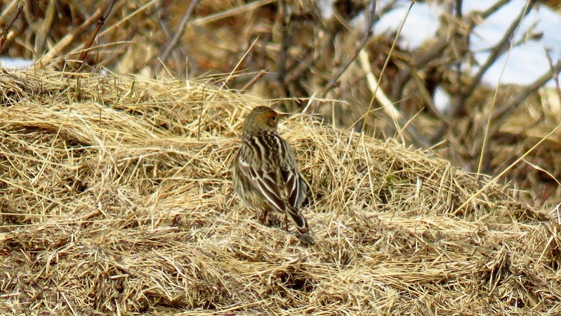 IMG_0752 (800x451).jpg