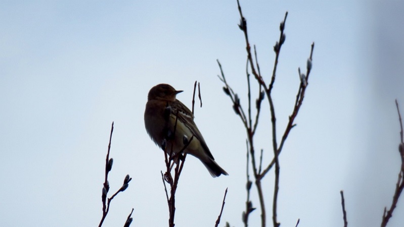 IMG_0785 (800x451).jpg