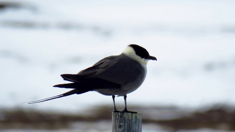 IMG_0757 (800x450).jpg