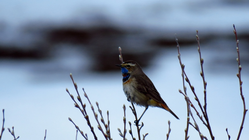 IMG_0783 (800x451).jpg