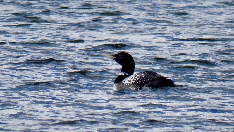 IMG_0809 (800x450).jpg