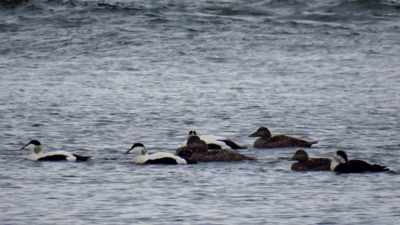 IMG_0820 (800x450).jpg