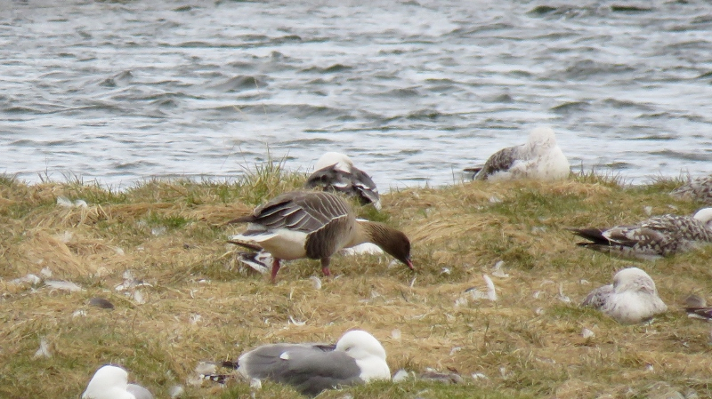 IMG_0827 (800x449).jpg