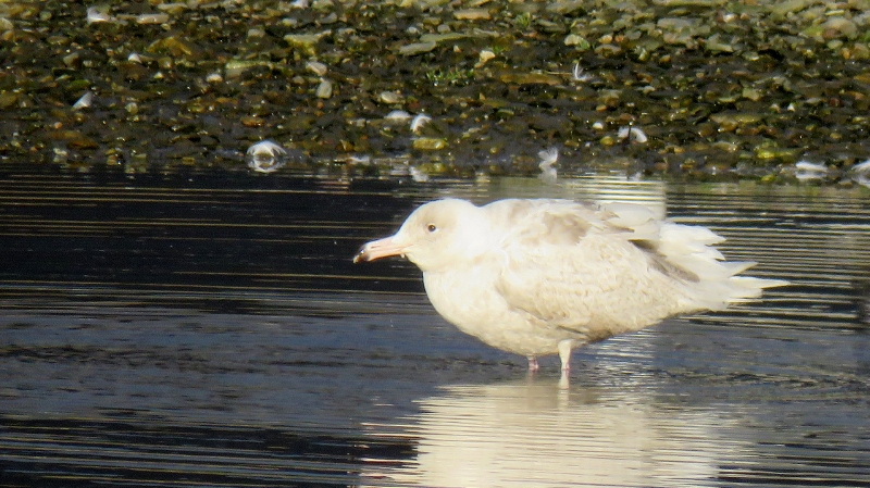 IMG_0832 (800x449).jpg