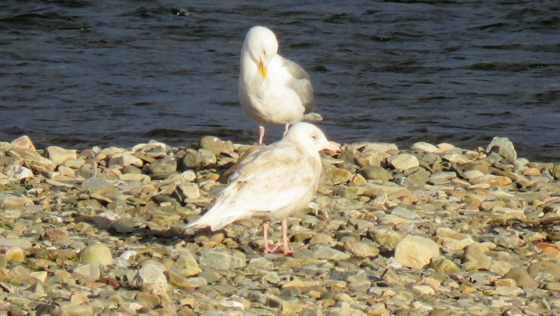 IMG_0833 (800x451).jpg