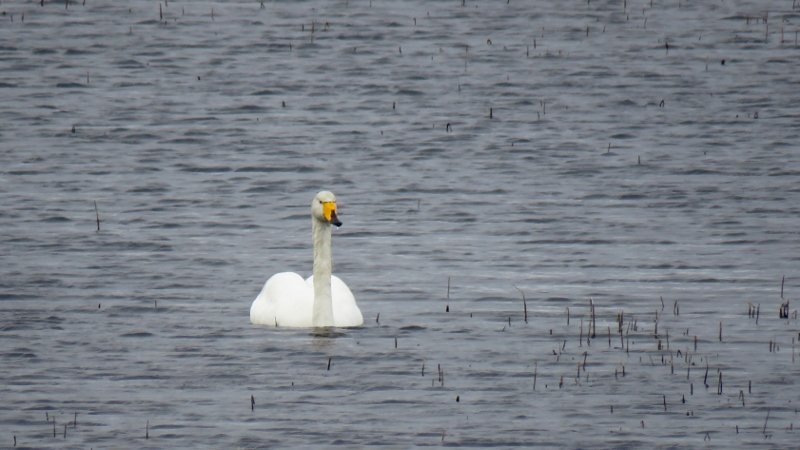 IMG_0842 (800x450).jpg