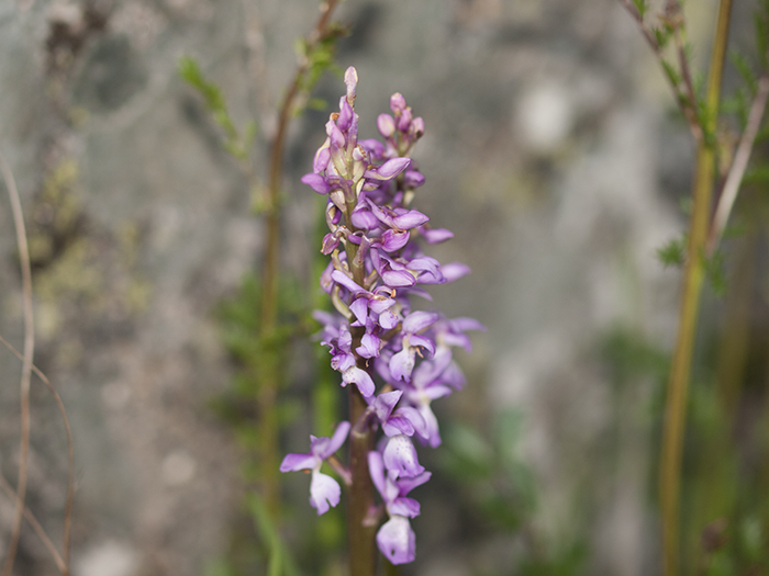 2016-04-22 Zarzalejo - Flor_.jpg