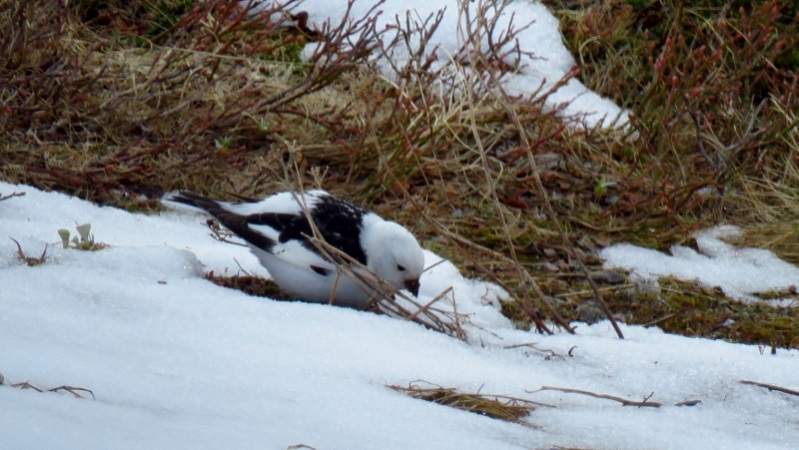 IMG_0866 (800x451).jpg