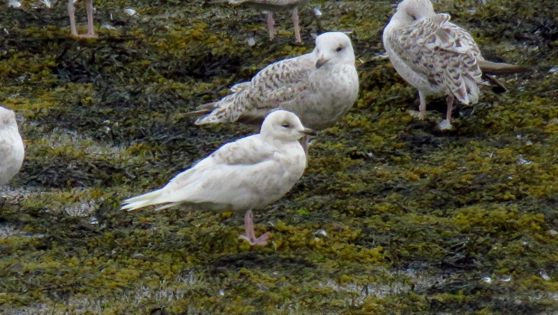 IMG_0876 (800x451).jpg