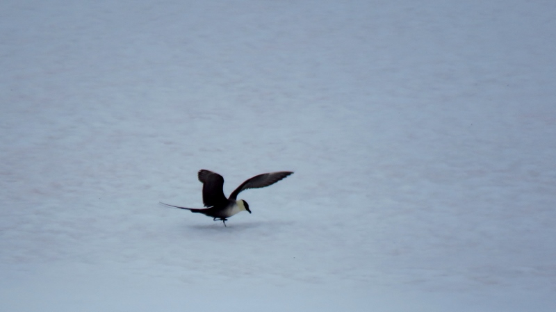 IMG_0879 (800x449).jpg