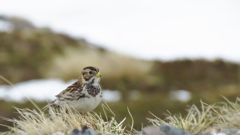 IMG_0883 (800x451).jpg