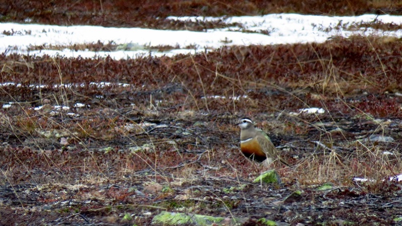 IMG_0895 (800x450).jpg