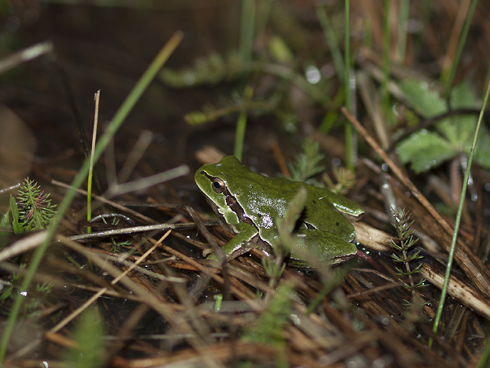 2016-04-22 Zarzalejo - Ranita de San Antonio 2.jpg