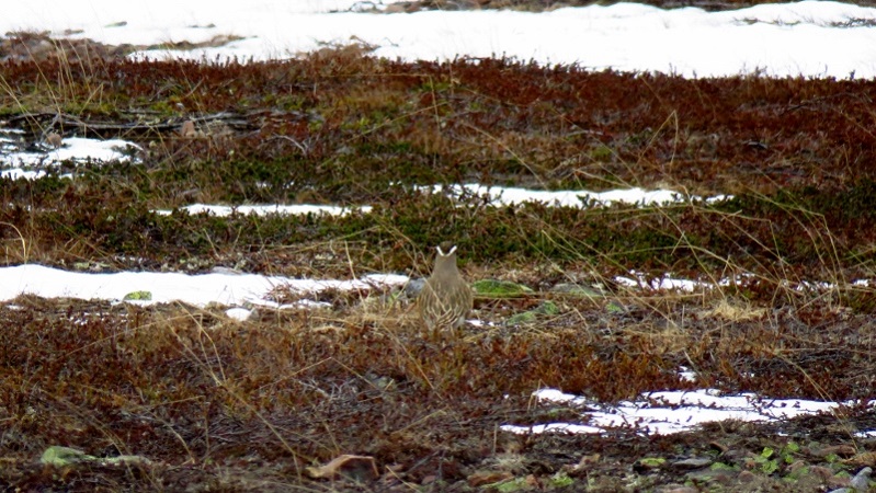 IMG_0899 (800x451).jpg