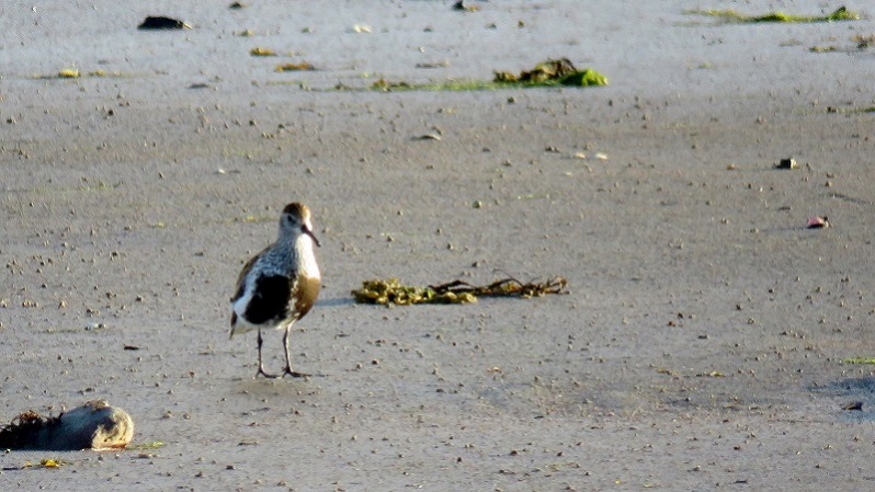 IMG_0938 (800x451).jpg