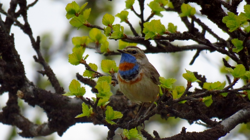 IMG_0946 (800x449).jpg