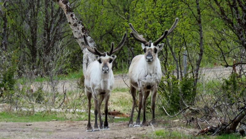 IMG_0951 (800x451).jpg