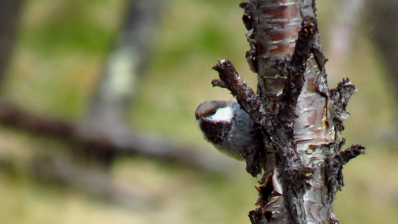 IMG_0963 (800x450).jpg