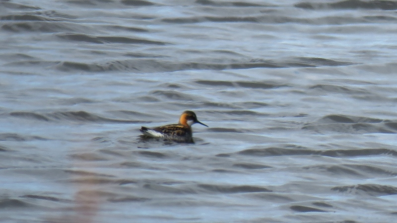 IMG_0981 (800x449).jpg