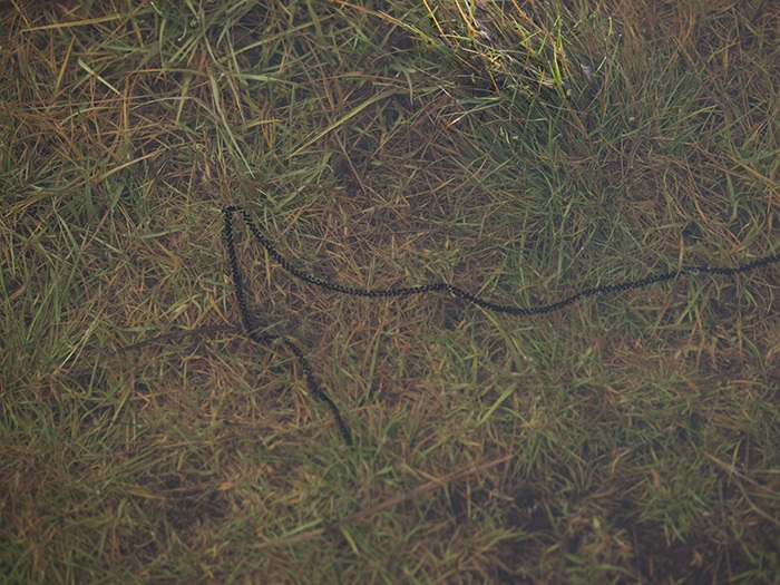 2016-04-22 Zarzalejo - Huevos de sapo corredor 1_zpsmhtwa0ub.jpg