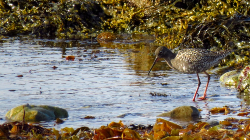 IMG_1032 (800x450).jpg