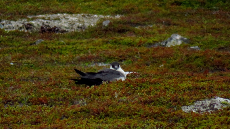 IMG_1038 (800x451).jpg