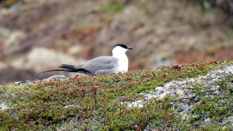 IMG_1048 (800x451).jpg