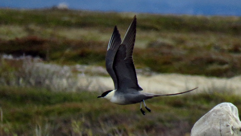 IMG_1051 (800x451).jpg