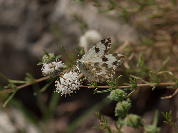 2017-06-24 Hoyo de Manzanares - Blanquiverdosa 1.jpg