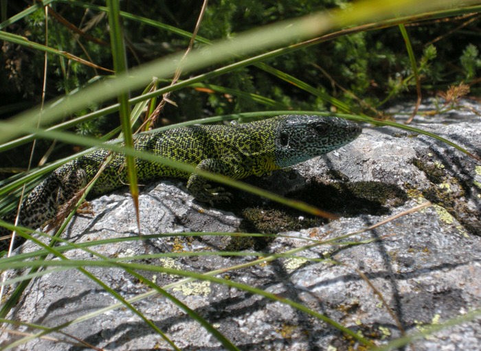 2015-08-08 Gredos - Lagarto verdinegro 4.jpg