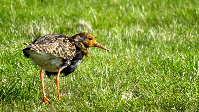 IMG_1096 (800x451).jpg