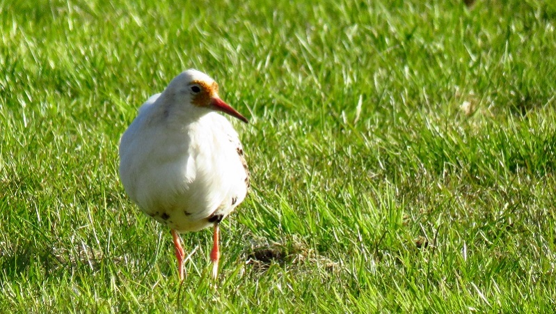 IMG_1112 (800x452).jpg