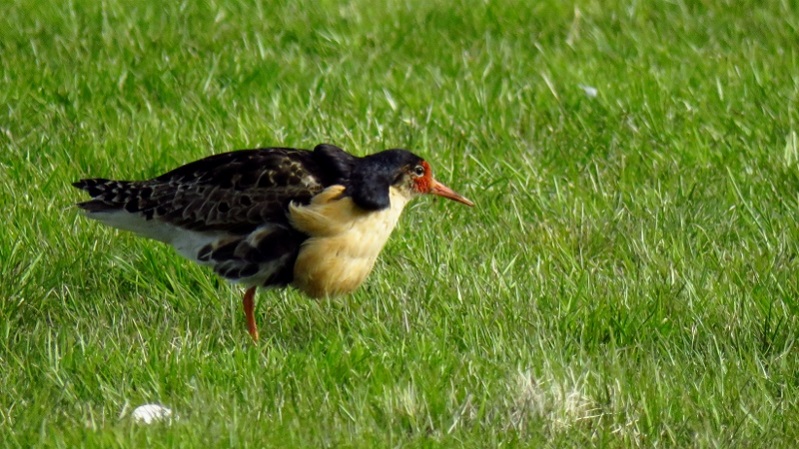 IMG_1118 (800x450).jpg