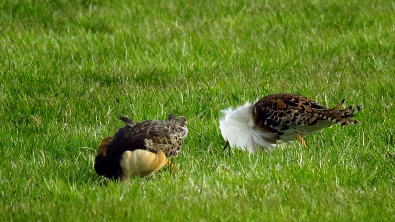 IMG_1136 (800x450).jpg