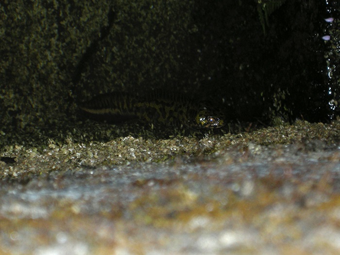 Tritoacuten jaspeado 1_zps90ol7vyy.jpg